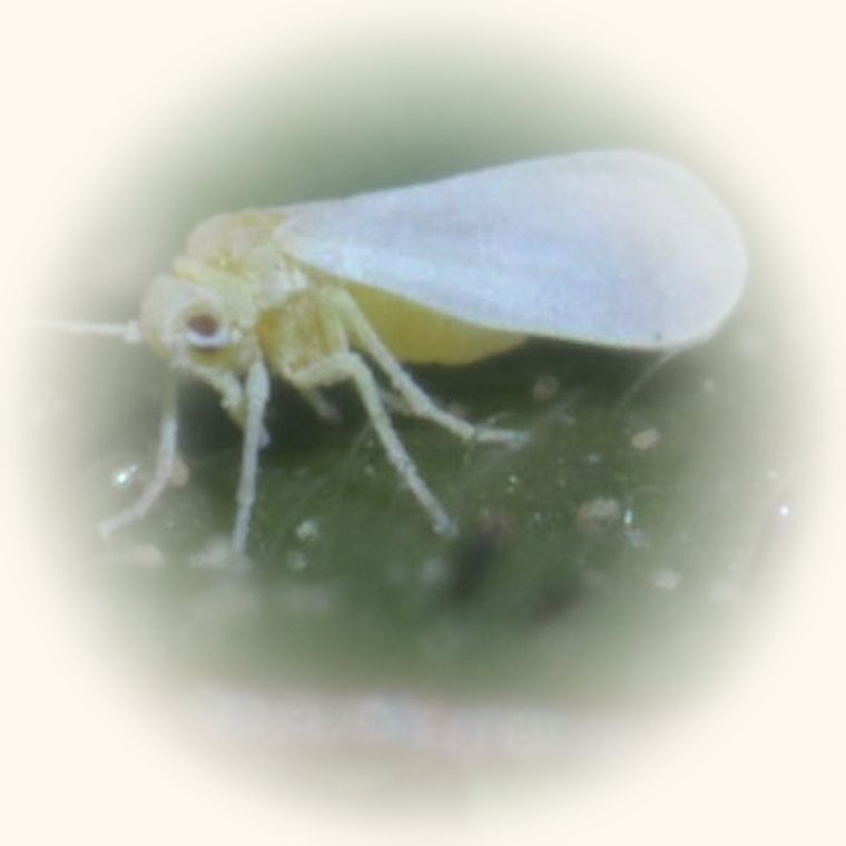 Aspecto de Mosca blanca en una planta: mosquitas blancas diminutas bajo las hojas que vuelan al tocar la planta