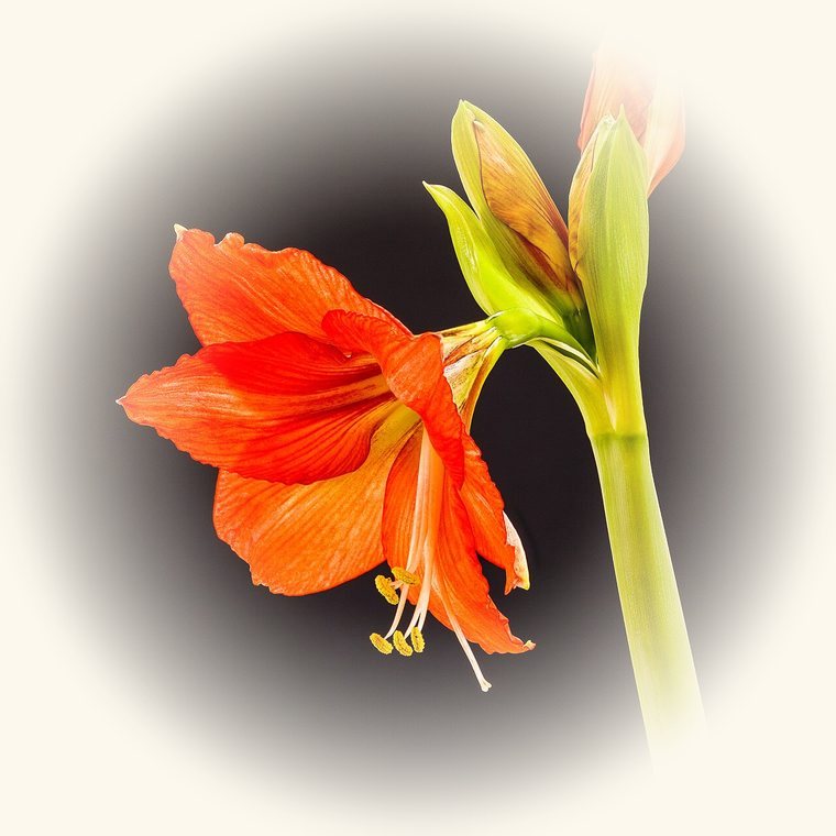 Amarilis (Hippeastrum) en una foto de cerca