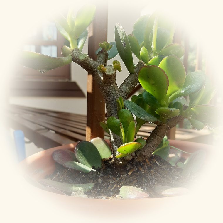 Árbol de jade (Crassula ovata) en una foto de cerca