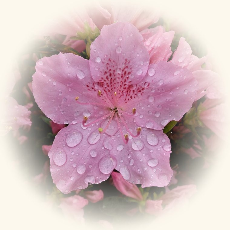 Azalea (Rhododendron simsii) en una foto de cerca