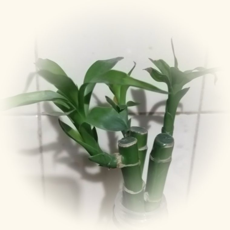 Bambú de la suerte (Dracaena sanderiana) en una foto de cerca