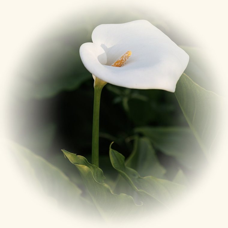 Cala (Zantedeschia aethiopica) en una foto de cerca