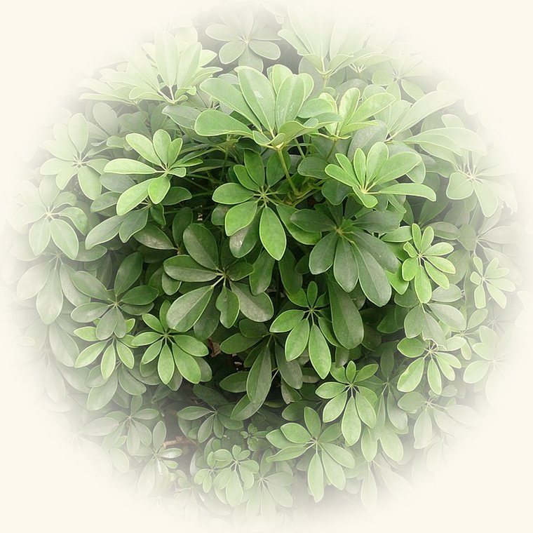 Cheflera (Schefflera arboricola) en una foto de cerca