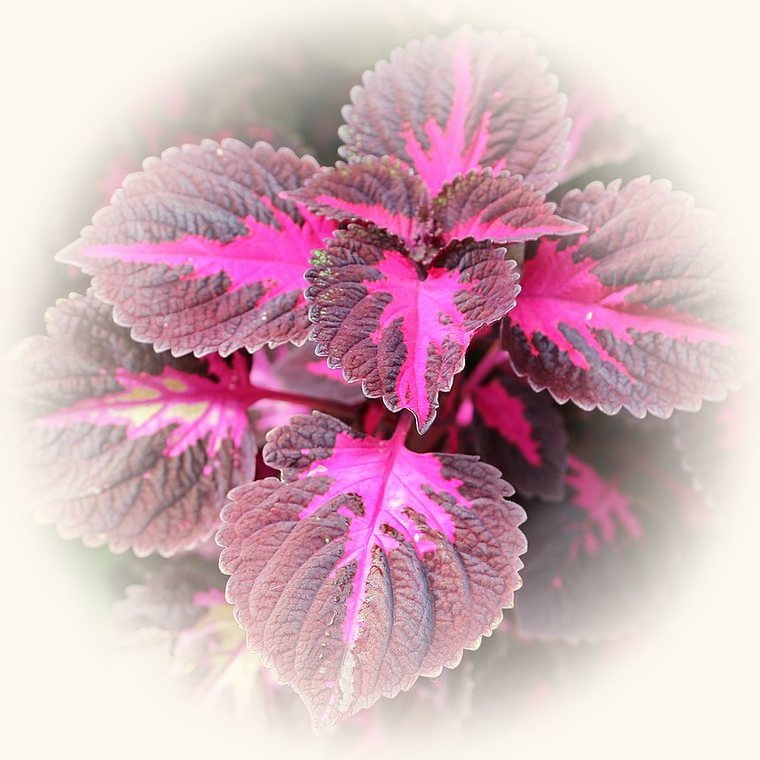 Coleus (Coleus scutellarioides) en una foto de cerca
