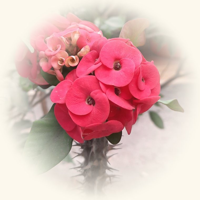 Corona de Cristo (Euphorbia milii) en una foto de cerca