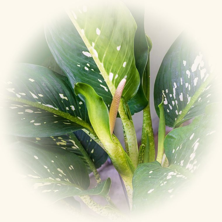 Dieffenbachia (Dieffenbachia seguine) en una foto de cerca