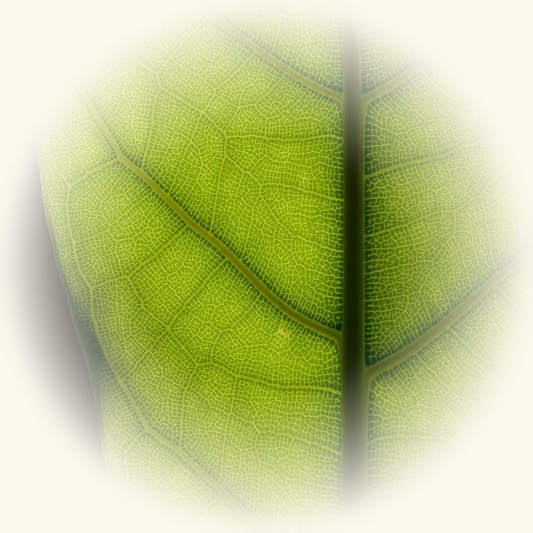 Árbol del caucho (Ficus elastica) en una foto de cerca