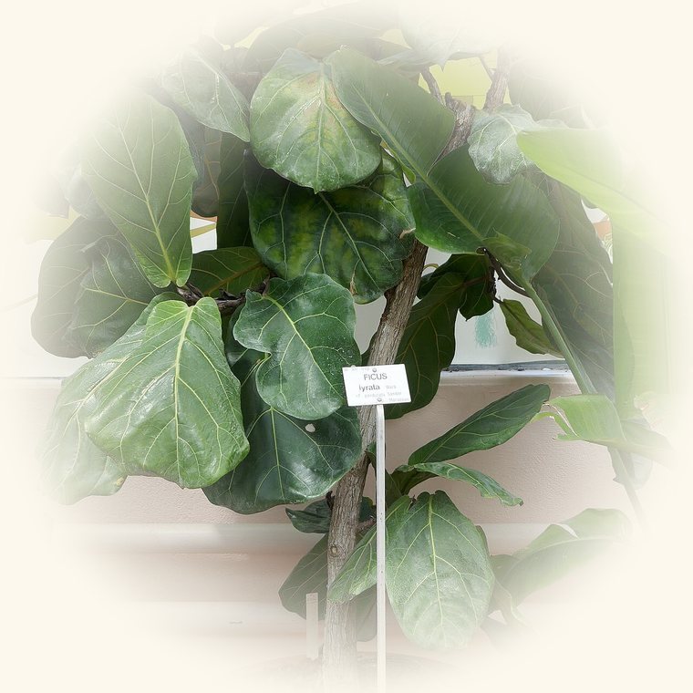 Ficus lyrata (Ficus lyrata) en una foto de cerca