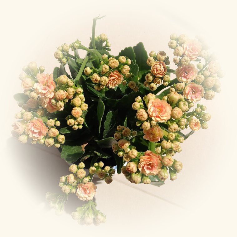 Kalanchoe (Kalanchoe blossfeldiana) en una foto de cerca