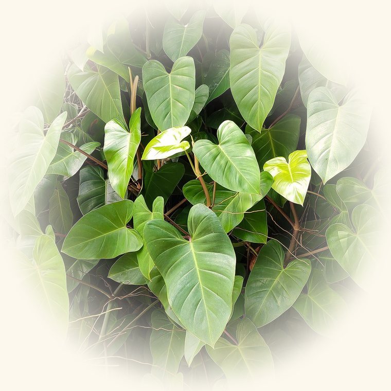 Philodendron (Philodendron hederaceum) en una foto de cerca