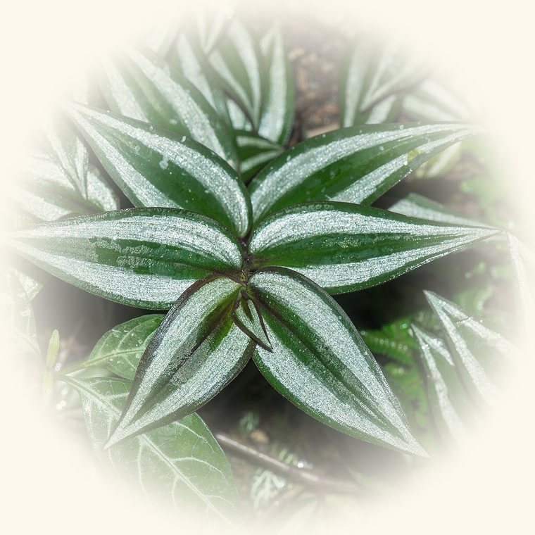 Amor de hombre (Tradescantia zebrina) en una foto de cerca