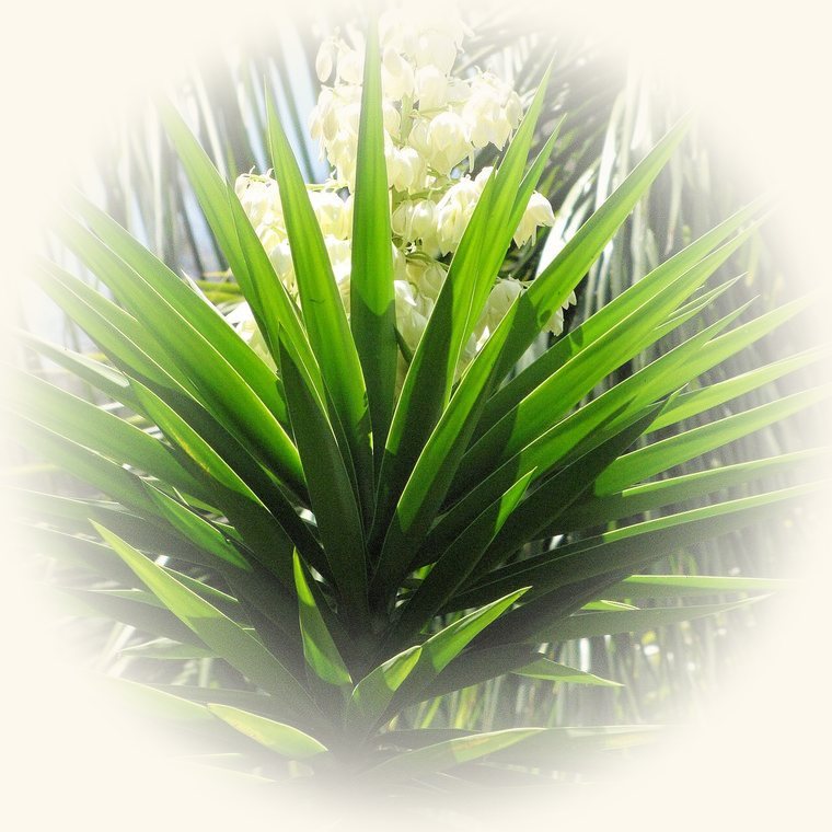 Yuca de interior (Yucca elephantipes) en una foto de cerca