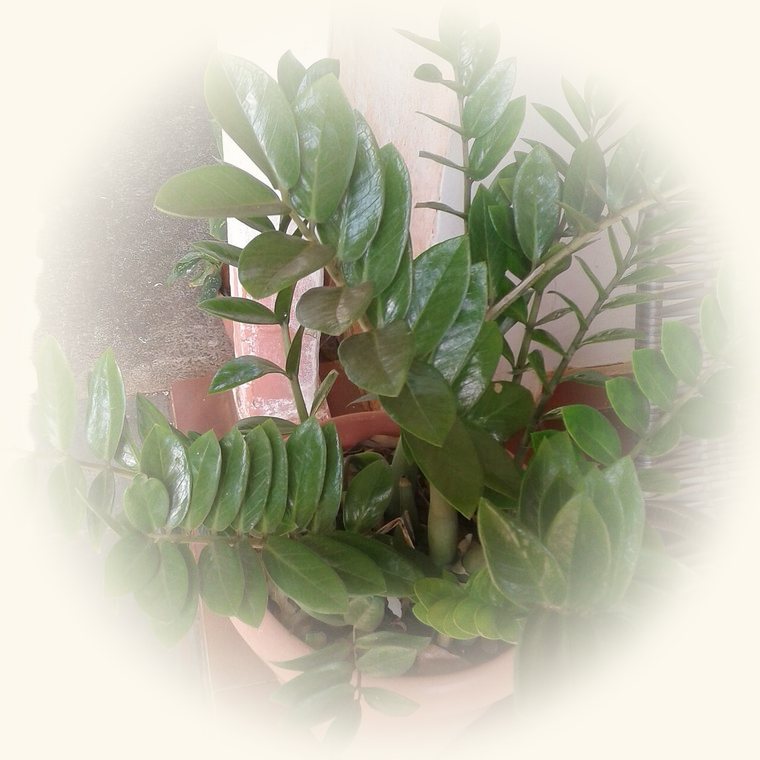 Zamioculca (Zamioculcas zamiifolia) en una foto de cerca